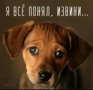 🥺 Я ВСЁ ПОНЯЛ, ИЗВИНИ... chien, chiot, triste, excuses, mignon, animal telegram sticker