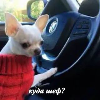🐶 куда шеф? cão, chihuahua, dirigindo, carro, animal de estimação, russo telegram sticker