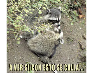 😘 A VER SI CON ESTO SE CALLA... rakun, lucu, hewan, meme whatsapp sticker