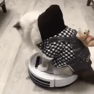 😻 cat, robot vacuum, animal, pet, cute telegram sticker