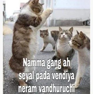😂 Namma gang ah seyal pada vendiya neram vandhuruchi gatos, gangue, animais, humor, meme telegram sticker