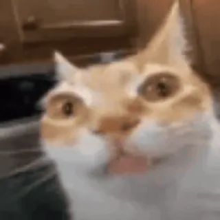 stare whatsapp stickers