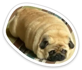 🥖 dog, animal, pug, pet, cute, loaf telegram sticker