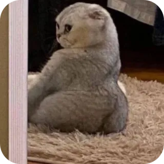 👍 gatto, animale, animale domestico, carino, seduto telegram sticker