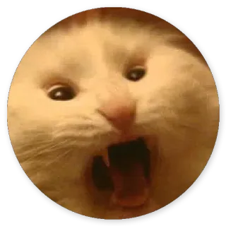 😁 cat, animal, meme, funny, screaming, face whatsapp sticker