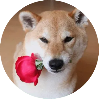 🌹 개, 시바견, 장미, 꽃, 동물, 귀여운 telegram sticker