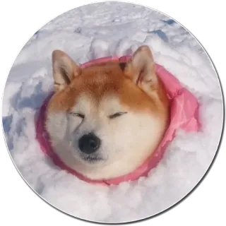 ❄ chien, shiba inu, neige, hiver, mignon, animal whatsapp sticker