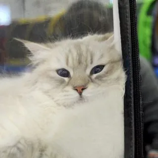 😏 gatto, animale domestico, animale, gatto domestico, pelo lungo, occhi blu, carino telegram sticker