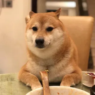 😶 dog, shiba inu, animal, pet, cute telegram sticker