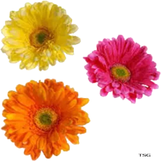 💐 flores, gérberas, amarelo, rosa, laranja, floral telegram sticker