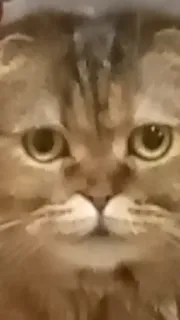 😐 gato, animal, animal de estimação, animal doméstico telegram sticker