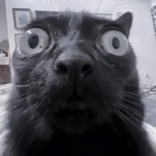 🐈‍⬛ Katze, schockiert, überrascht, große Augen, lustig, Meme, schwarze Katze telegram sticker