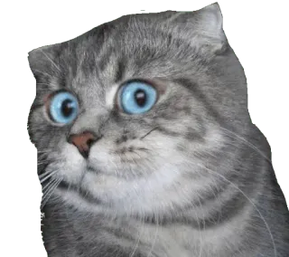 😳 cat, animal, pet, sticker, meme, funny, cute telegram sticker