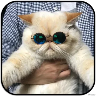 😎 chat, lunettes de soleil, animal de compagnie, animal, mignon whatsapp sticker