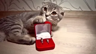 ❤️ cat, kitten, wedding rings, marriage, engagement, proposal, pet, feline telegram sticker