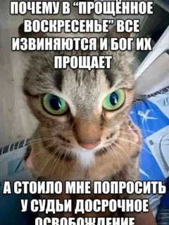🌟 ПОЧЕМУ В "ПРОЩЕННОЕ
ВОСКРЕСЕНЬЕ" ВСЕ
ИЗВИНЯЮТСЯ И БОГ ИХ
ПРОЩАЕТ
А СТОИЛО МНЕ ПОПРОСИТЬ
У СУДЬИ ДОСРОЧНОЕ cat, forgiveness, judge, release whatsapp sticker