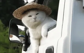 🐈⬛️ кот, животное, шляпа, милый, питомец, смешной, транспорт telegram sticker