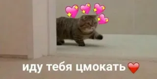 ❤️ иду тебя цмокать chat, coeurs, amour, mignon, animal, animaux whatsapp sticker