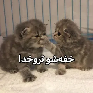 🤫 خفه شو تروخدا gatto, gattino, divertente, animale, carino telegram sticker