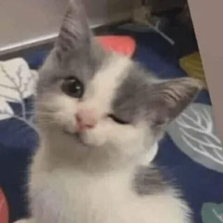 😀 gato, guiño, mascota, animal, lindo whatsapp sticker