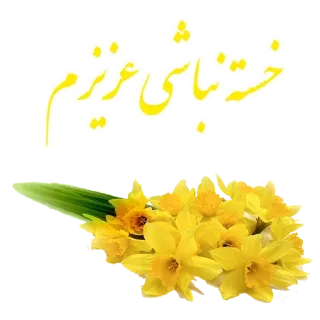 🍀 خسته‌های عزیزم flowers, daffodils, yellow, floral, greeting telegram sticker