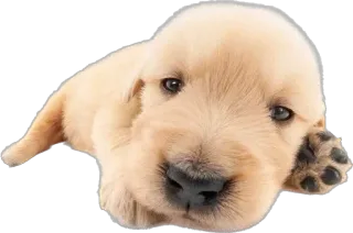 😞 cucciolo, cane, golden retriever, carino, animale, animale domestico telegram sticker