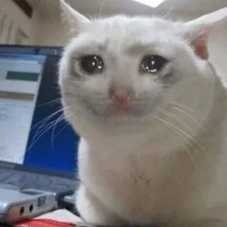 💧 Katze, traurig, weinend, Meme, Tier, süß telegram sticker
