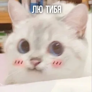 ❤️ ЛЮ ТИБЯ แมว, น่ารัก, สัตว์, สัตว์เลี้ยง, ความรัก, มีม telegram sticker