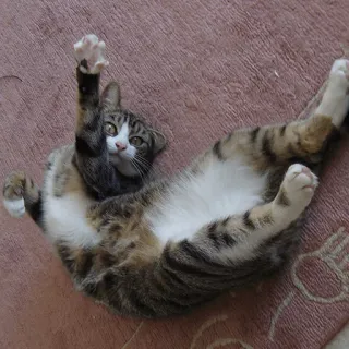 😼 Katze, Tier, Haustier, Säugetier, Katzenartig, Hauskatze, Getigerte Katze whatsapp sticker