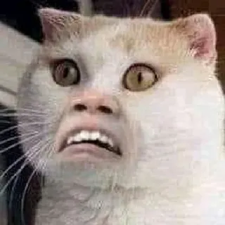 😒 gato, cara, raro, gracioso, animal, meme telegram sticker