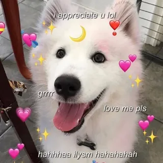 ❤️ i appreciate u lol
grrr
love me pls
ahhhhaa ilysm hahahahahah chien, mignon, animal, animal de compagnie, mème, amour, réconfortant telegram sticker