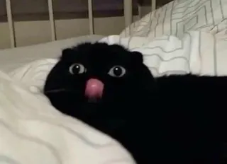 🌟 gato, animal, preto, fofo, língua telegram sticker