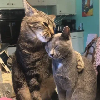 🐱 gatos, animais, amizade, animais domésticos, animais de estimação, afeição telegram sticker