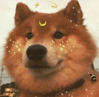 🌙 hond, shiba inu, maan, sterren, schattig, glitter, lief telegram sticker