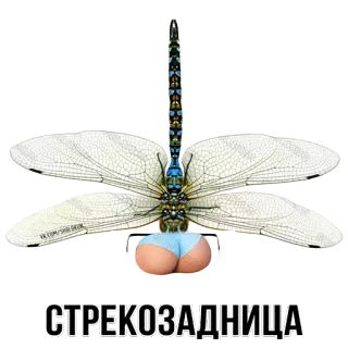 🐛 СТРЕКОЗАДНИЦА dragonfly, butt, insect, funny, humor whatsapp sticker