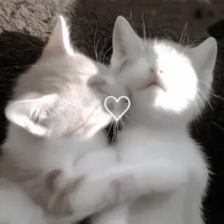 ♻️ gato, gatito, animal, lindo, corazón, amor telegram sticker