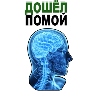 😊 ДОШЕЛ ПОМОИ brain, head, anatomy, human, x-ray telegram sticker