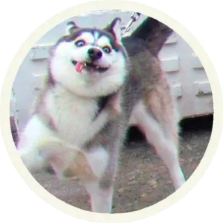 😜 Husky, Hond, Dier, Huisdier, Grappig, Schattig telegram sticker