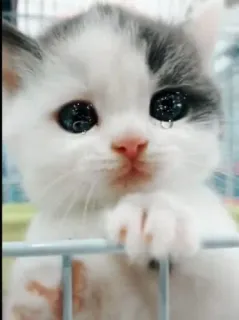 🥺 chat, chaton, triste, larmes, animal, mignon, animal de compagnie whatsapp sticker