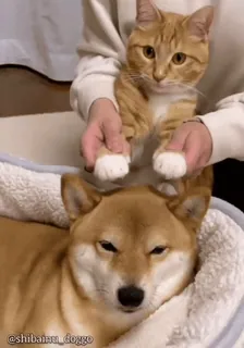 🦖 @shibainu_doggo chat, chien, shiba inu, animal de compagnie, animal, mignon, orange, drôle telegram sticker