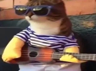 🐱 kucing, kacamata hitam, ukulele, binatang, musik, keren, lucu telegram sticker