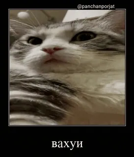 😳 вахуи cat, meme, animal, pet, funny telegram sticker