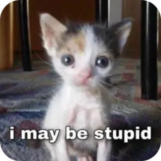 🐱 i may be stupid gatto, gattino, stupido, meme telegram sticker