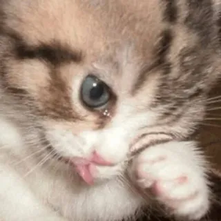 🥺 anak kucing, kucing, binatang, lucu, hewan peliharaan, hewan peliharaan telegram sticker