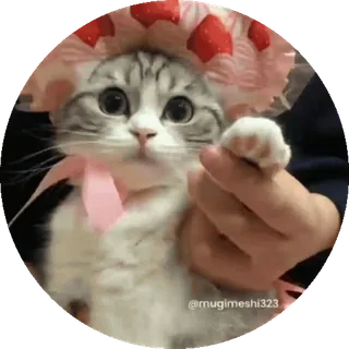 🌟 @mugimeshi323 Katze, Kätzchen, Erdbeere, süß, Tier telegram sticker