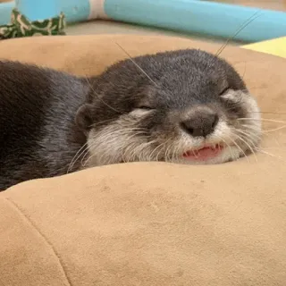 🙈 Loutre, Animal, Mammifère, Dormir, Mignon, Faune telegram sticker