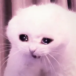 kucing.a jihan @soundsvcntage whatsapp stickers