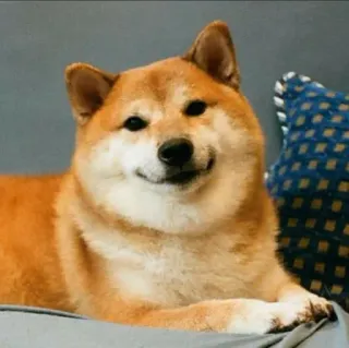 ❤️ dog, shiba inu, pet, animal, cute, domestic animal, dog breed telegram sticker