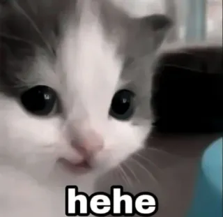 🐾 hehe gato, gatito, lindo, gracioso, meme telegram sticker