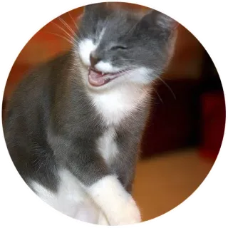 😄 кошка, котенок, питомец, животное, милый, серый и белый telegram sticker